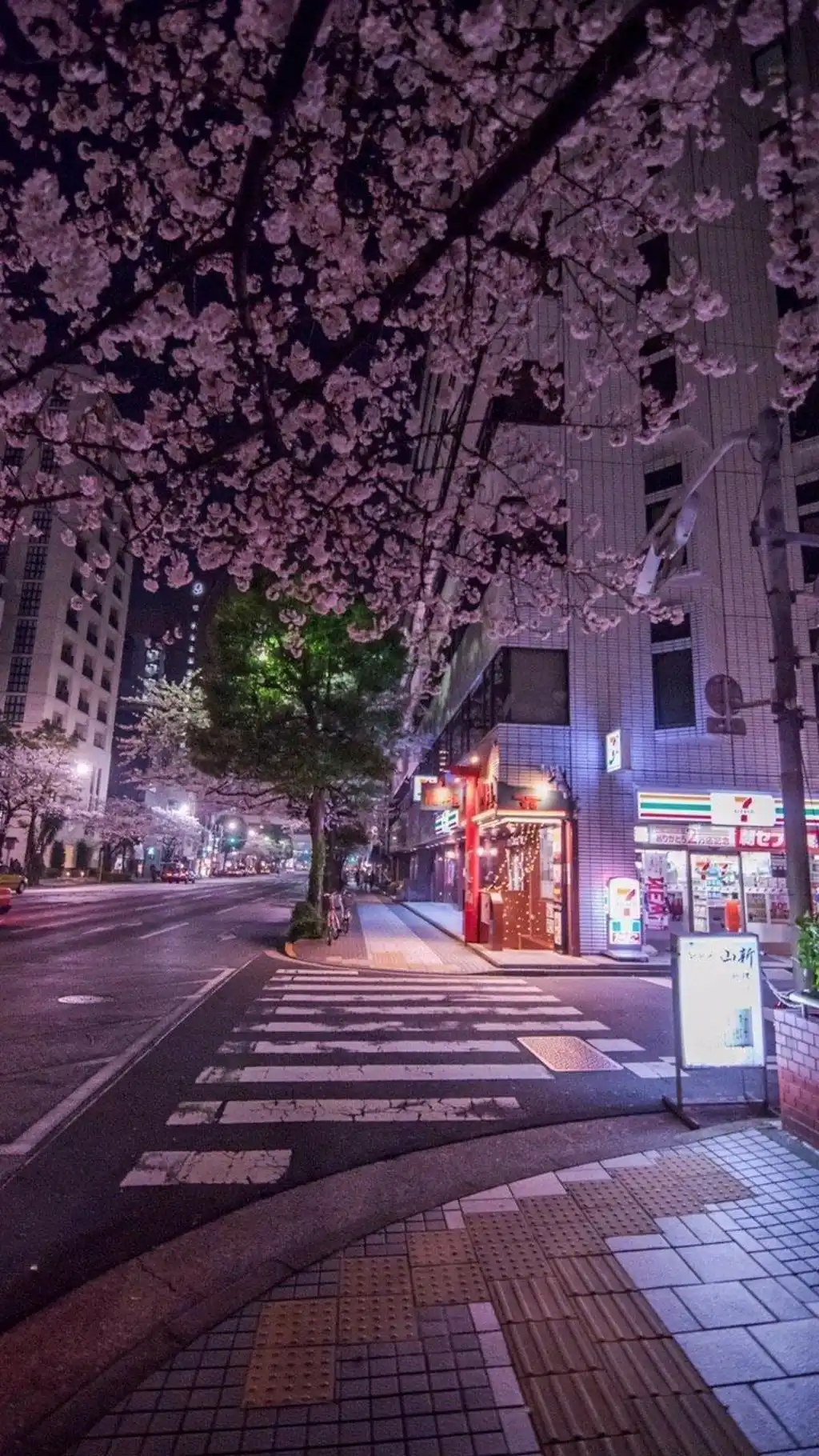 Cherry Blossom Street Night Japan