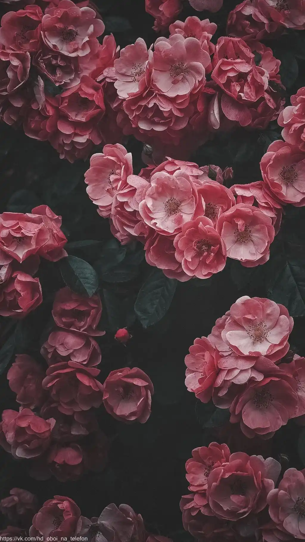 Dark Red Roses Cluster Background