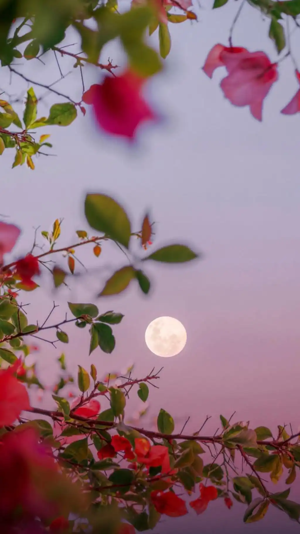 Full Moon Pink Blossom Sky