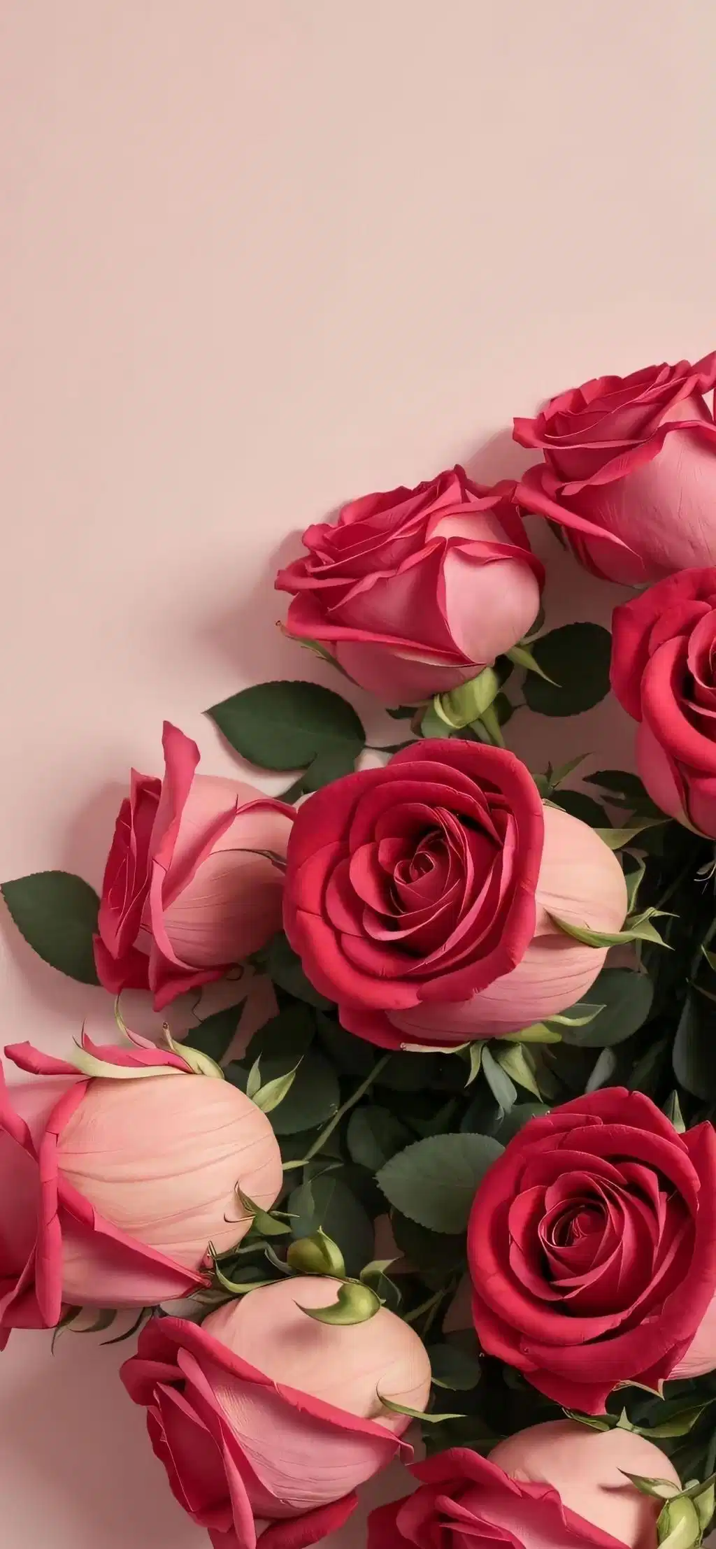 Pink Roses Bush Vibrant Bloom