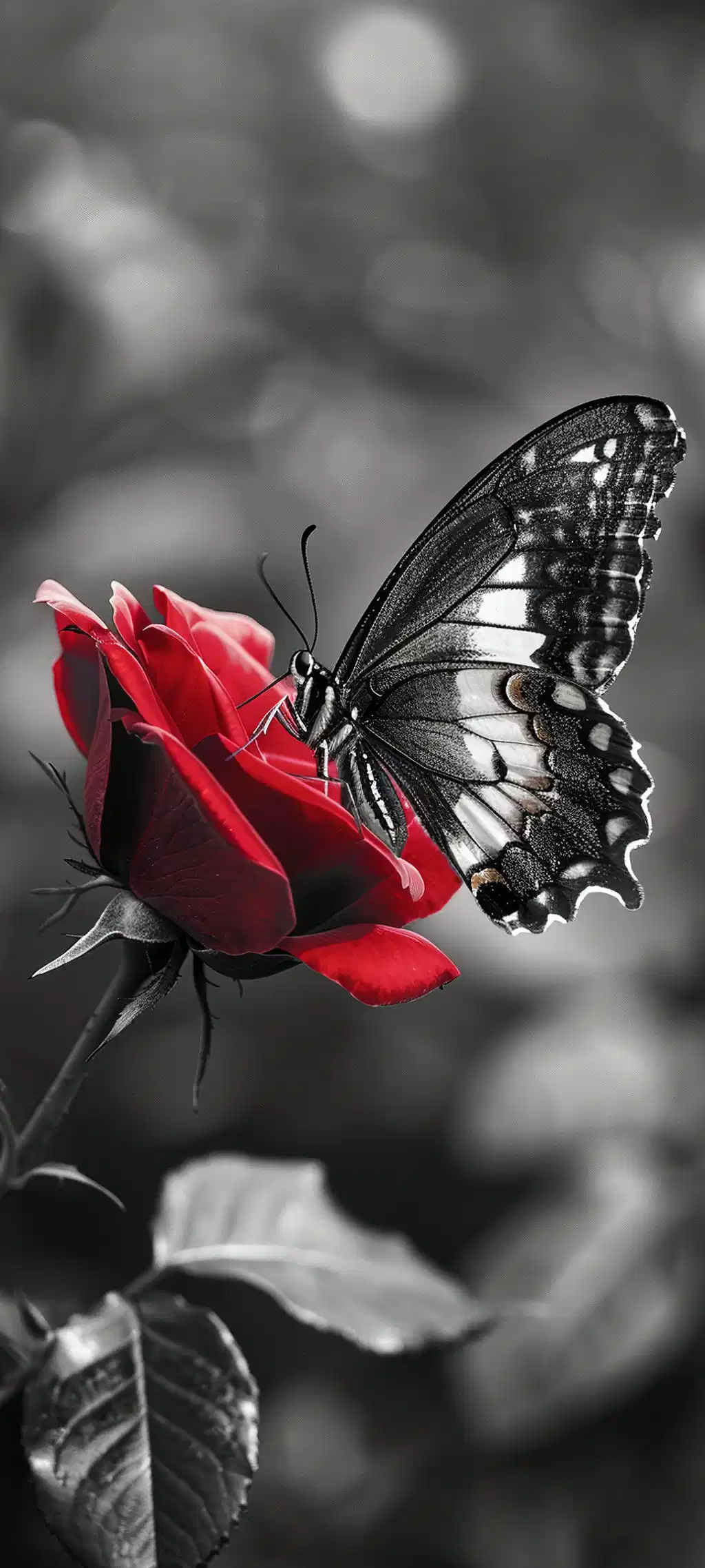 Red Rose Monochrome Butterfly Art